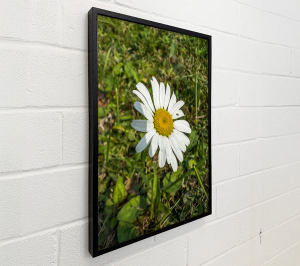 White Daisy In Green Grass