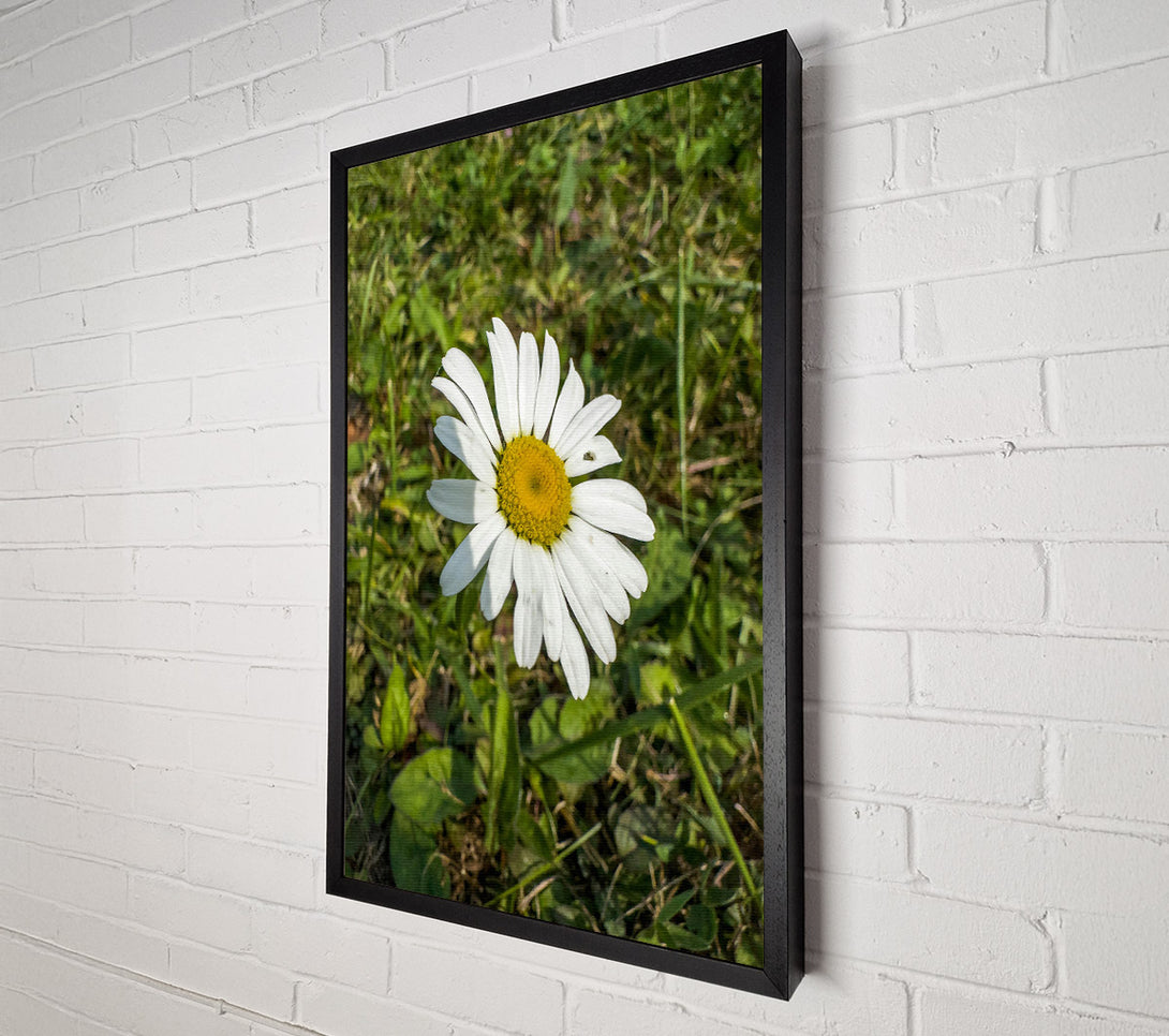  A Canvas Print of White Daisy In Green Grass Canvas Art