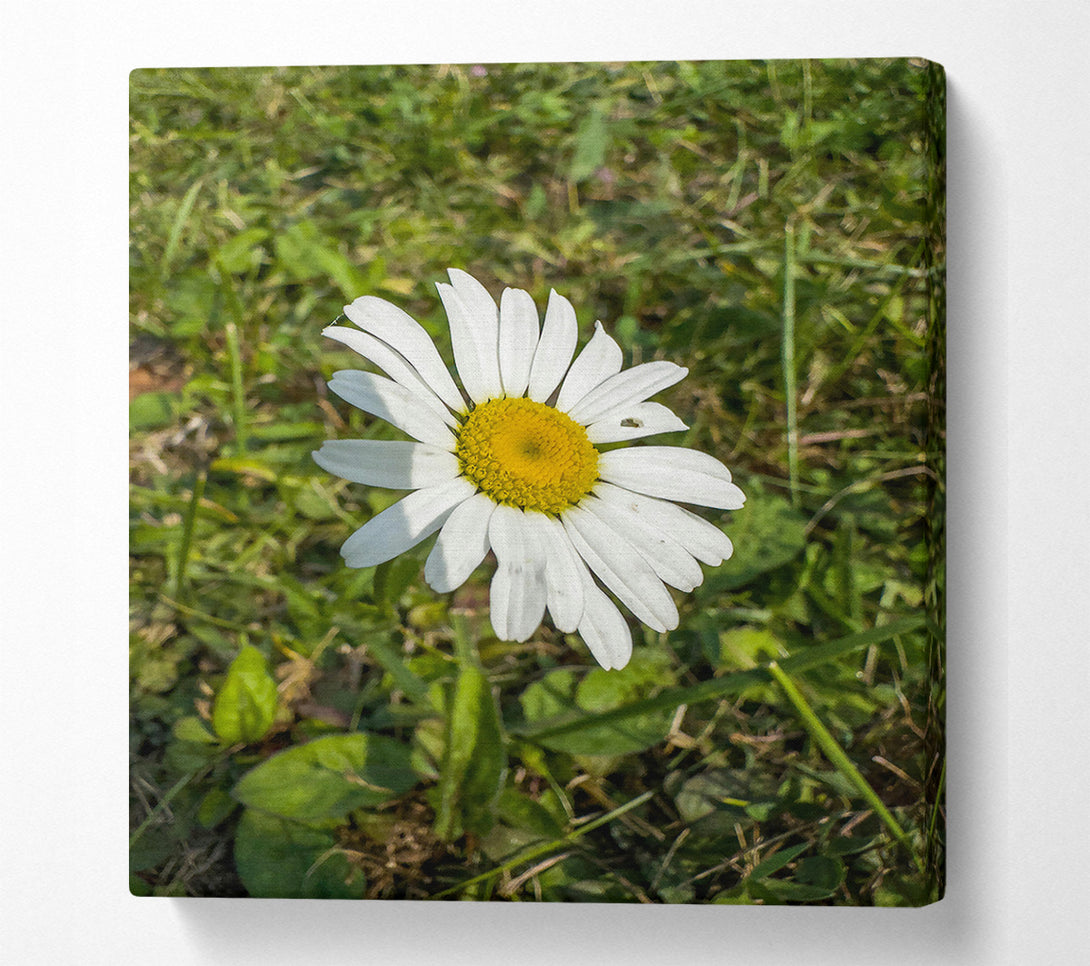  A Canvas Print of White Daisy In Green Grass Canvas Art
