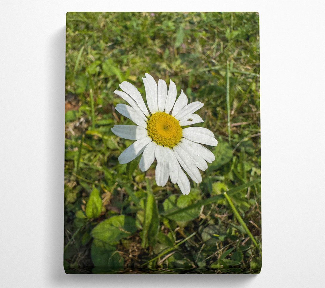  A Canvas Print of White Daisy In Green Grass Canvas Art