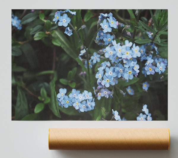 Azure Forget-Me-Nots Poster
