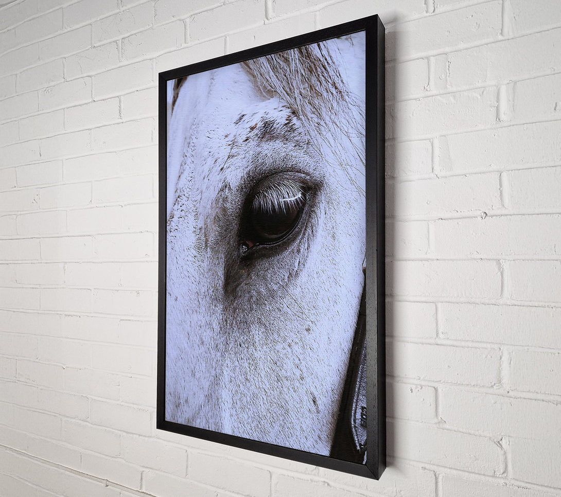  A Canvas Print of Silver Eye Gaze Canvas Wall Art