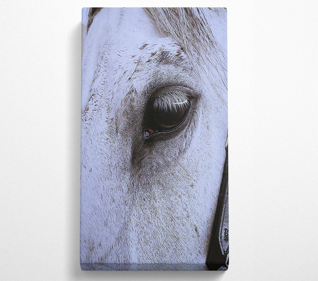  A Canvas Print of Silver Eye Gaze Canvas Wall Art