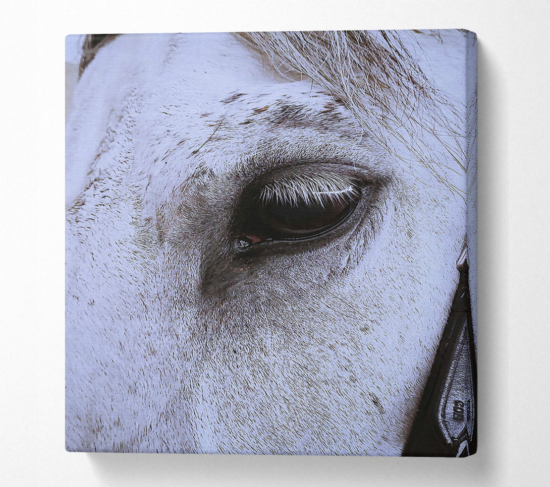  A Canvas Print of Silver Eye Gaze Canvas Wall Art