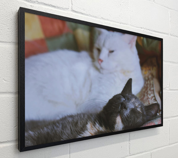 White Cat Dreams Of Grey