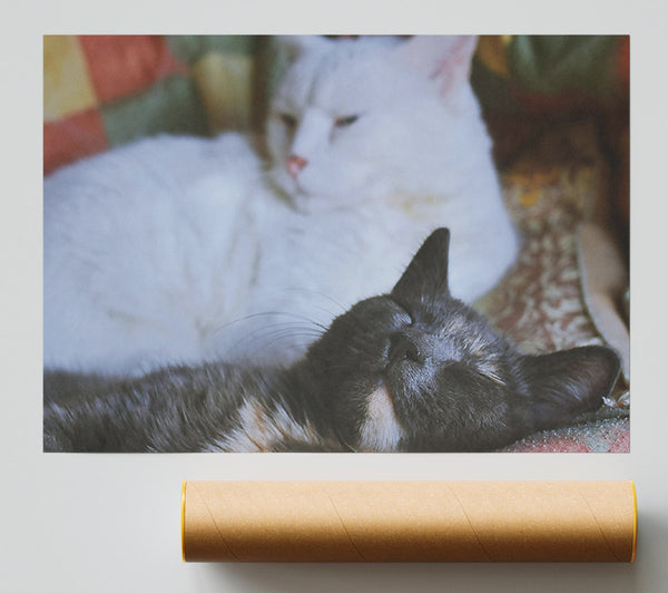 White Cat Dreams Of Grey Poster