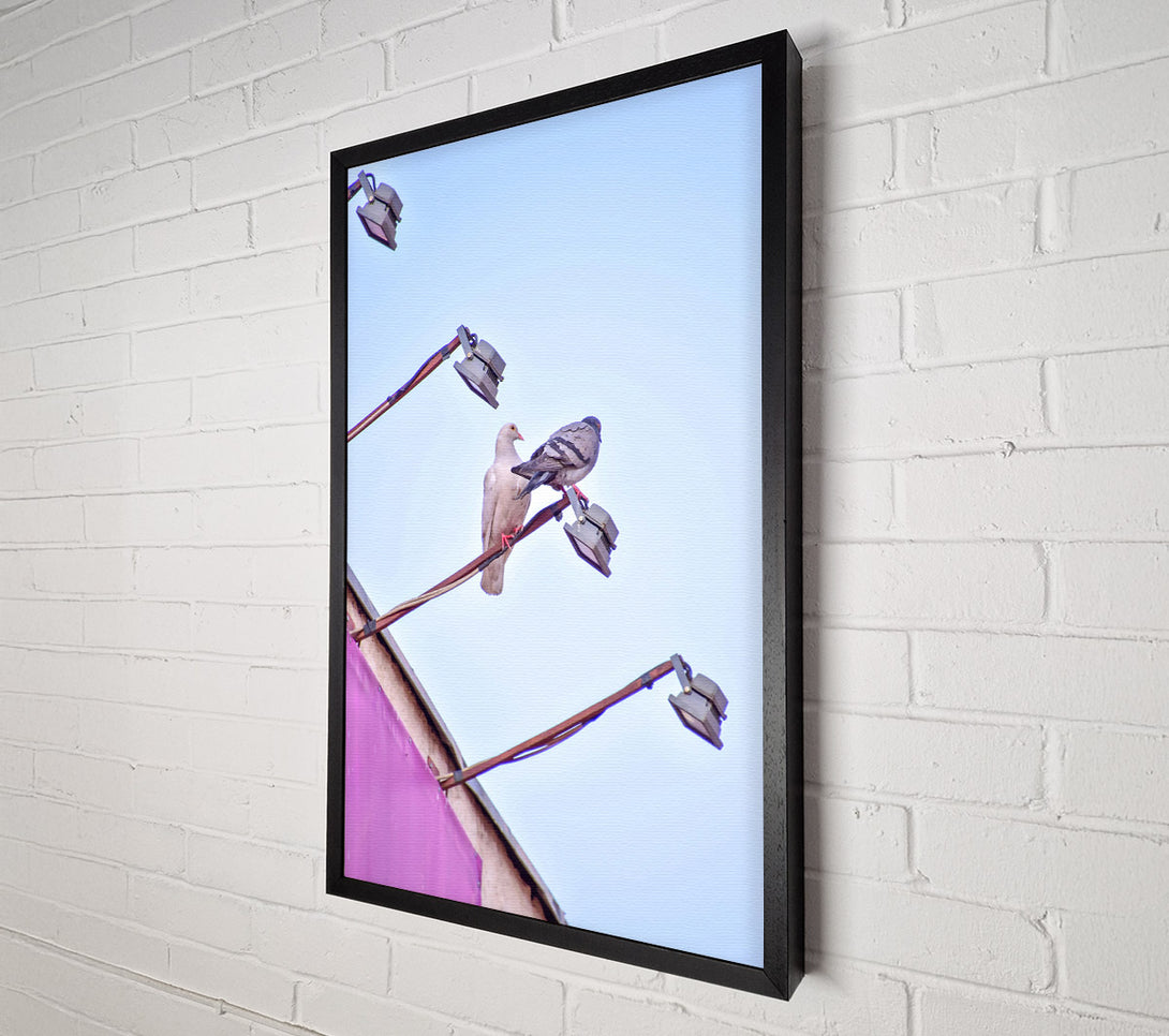  A Canvas Print of Pink Pigeon Perches Canvas Print