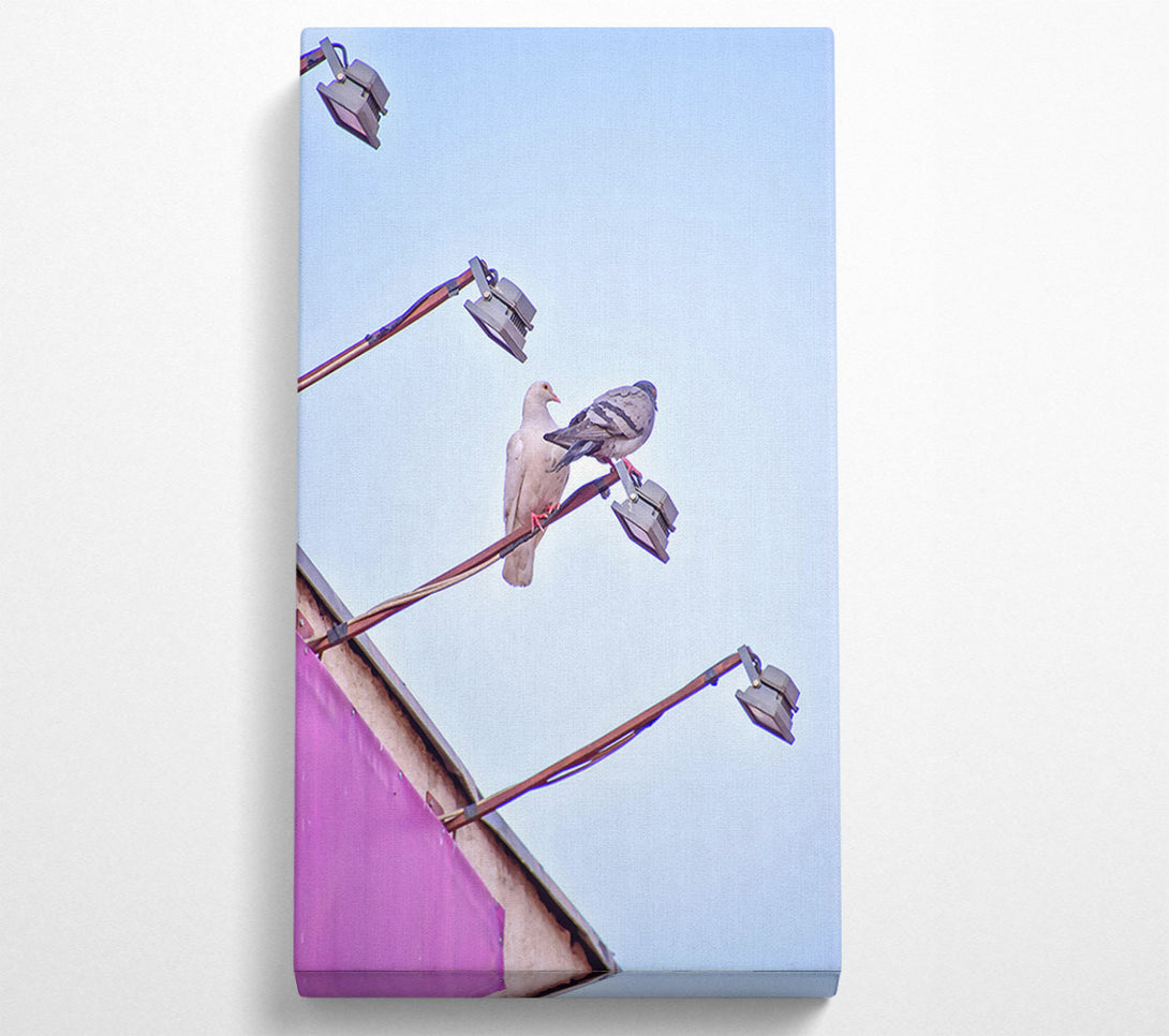  A Canvas Print of Pink Pigeon Perches Canvas Print
