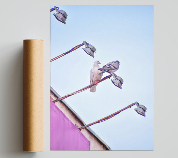 Pink Pigeon Perches Poster