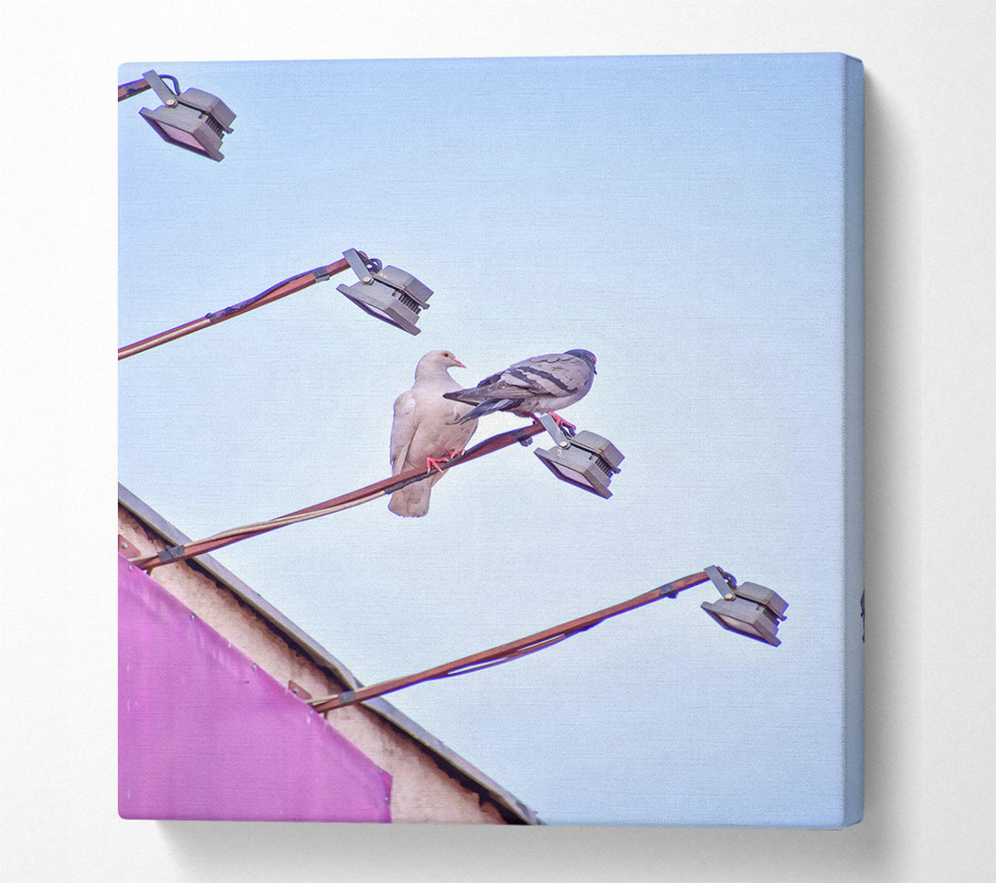  A Canvas Print of Pink Pigeon Perches Canvas Print