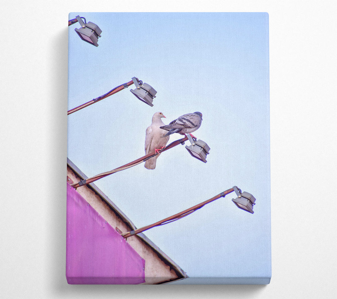  A Canvas Print of Pink Pigeon Perches Canvas Print