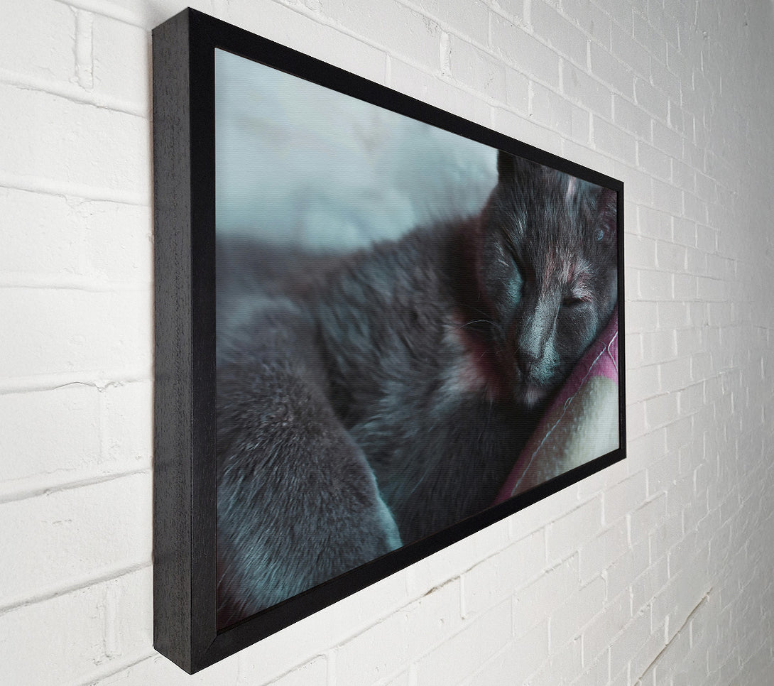  A Canvas Print of Sleeping Grey Kitty Canvas Wall Art