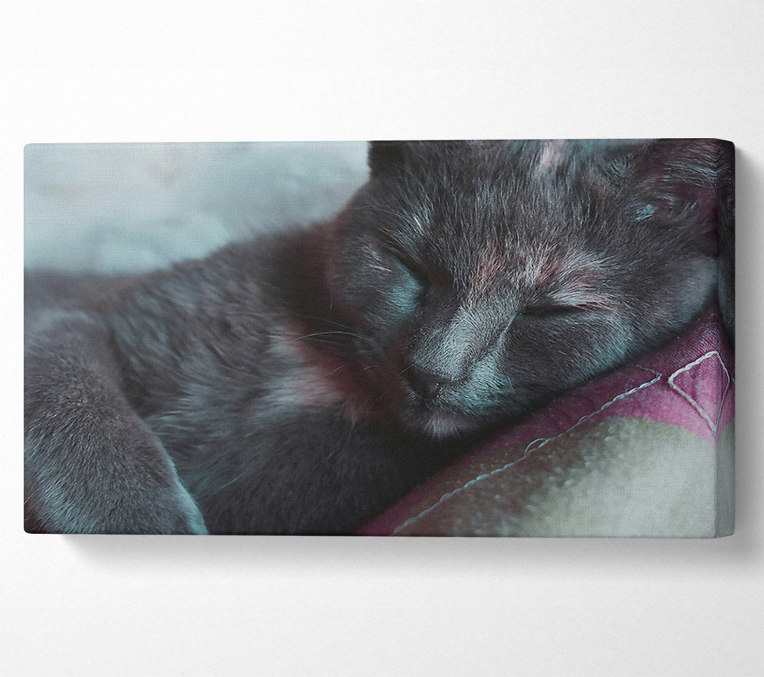  A Canvas Print of Sleeping Grey Kitty Canvas Wall Art