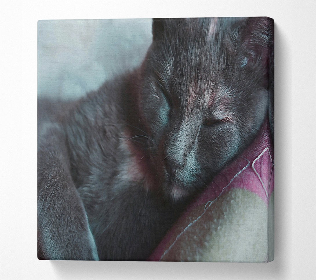  A Canvas Print of Sleeping Grey Kitty Canvas Wall Art