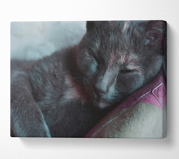  A Canvas Print of Sleeping Grey Kitty Canvas Wall Art