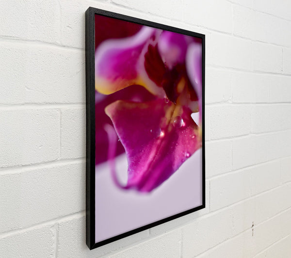 Magenta Orchid Dewdrop