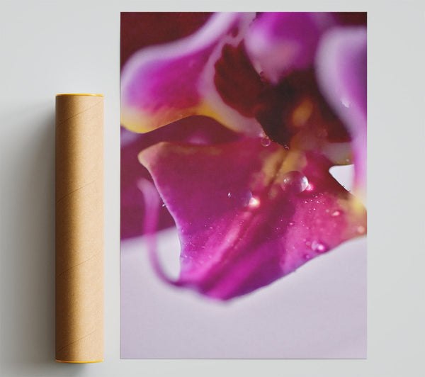Magenta Orchid Dewdrop Print