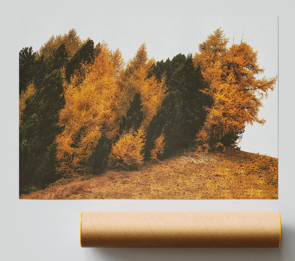 Golden Forest Hillside Print