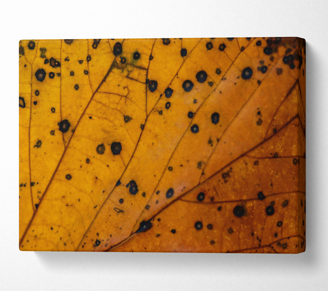  A Canvas Print of Golden Leaf Veins Canvas Wall Art