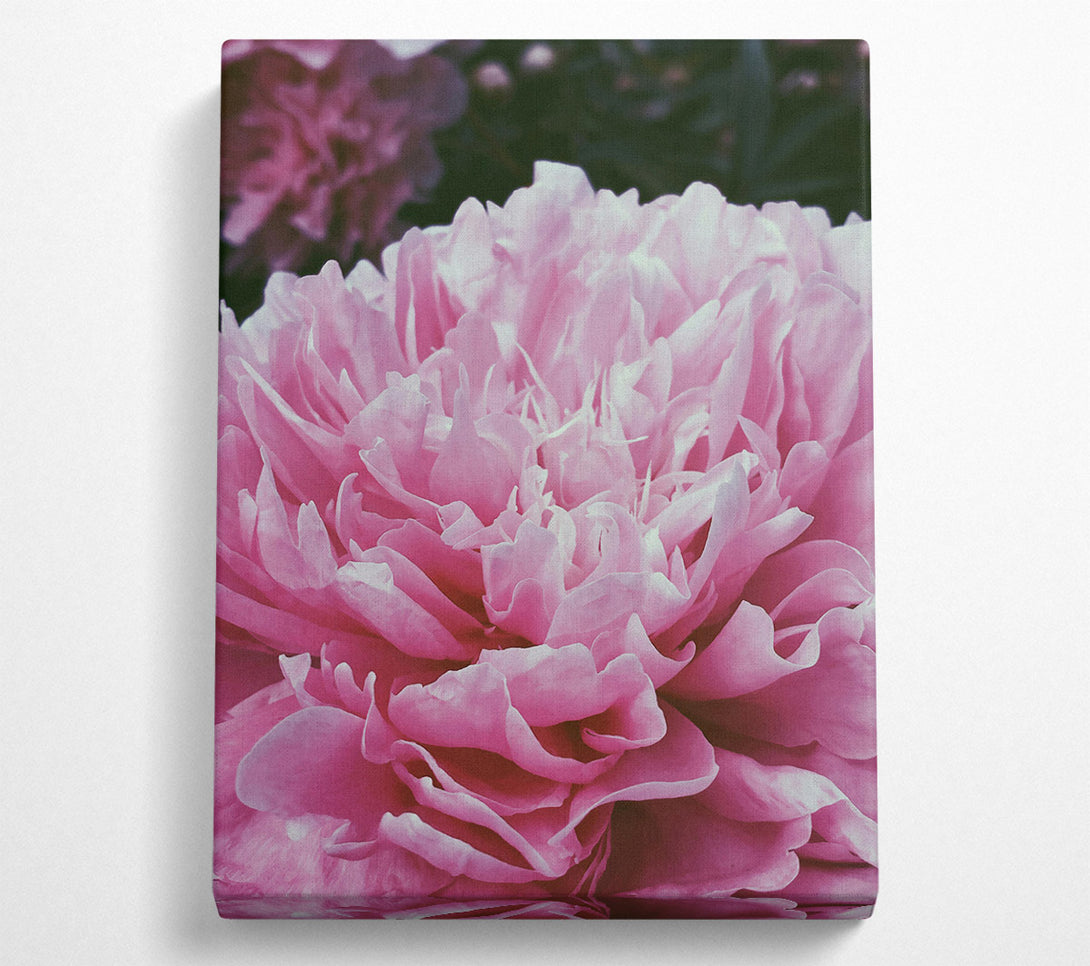  A Canvas Print of Pink Peony Bloom Canvas Print