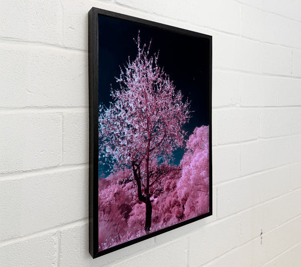 Pink Night Bloom