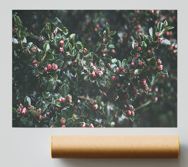 Green And Red Buds Poster