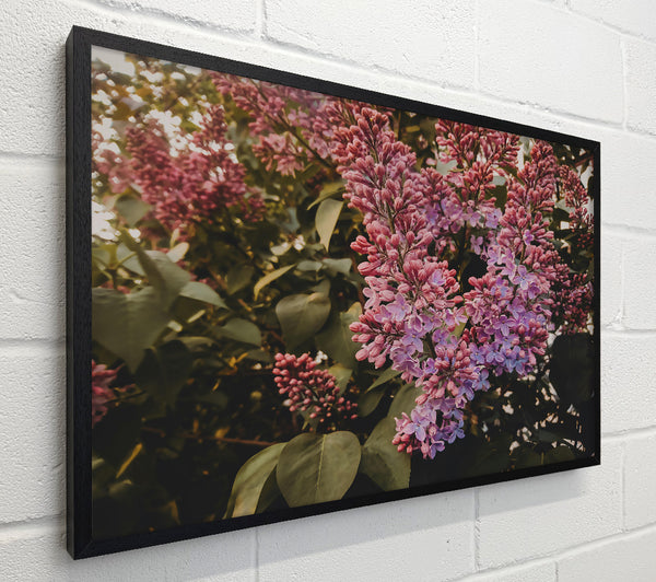 Lilac Bloom In Pink