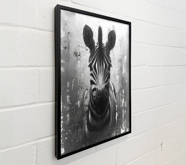Black And White Zebra Gaze