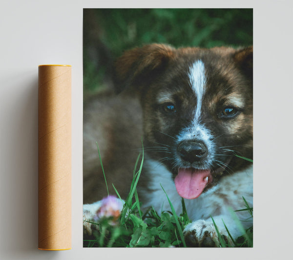 Blue-Eyed Brown Pup Giclee Print