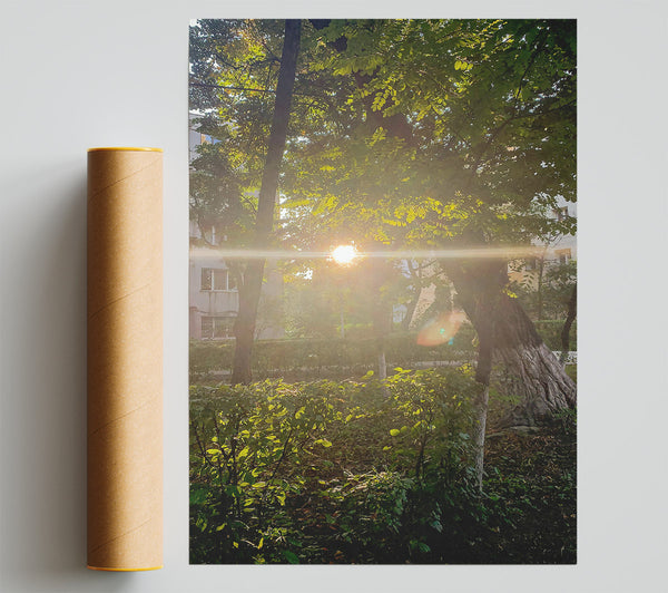 Golden Sunbeams Through Trees Poster