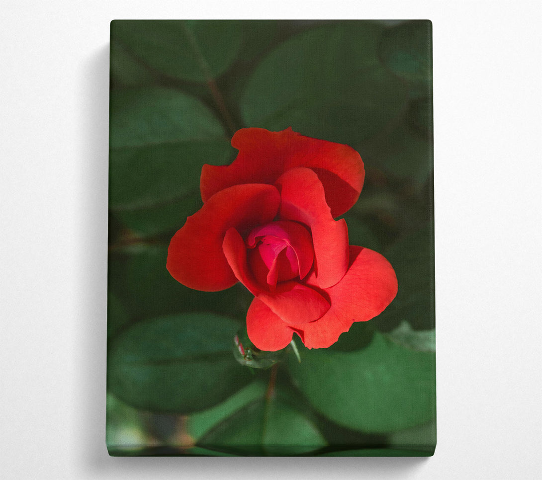  A Canvas Print of Crimson Rose Bloom Canvas Print