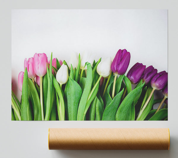 Purple Tulip Bloom Giclee Print
