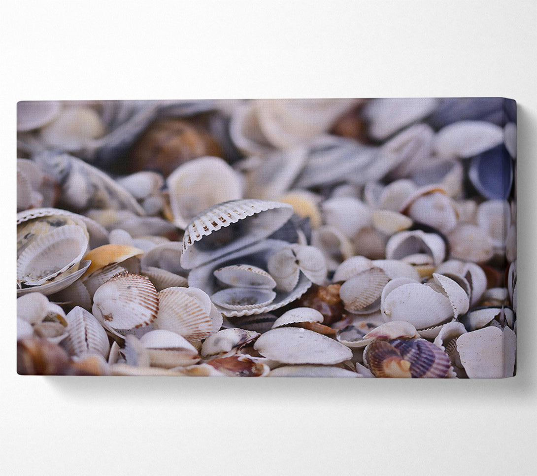  A Canvas Print of White Seashell Symphony Canvas Wall Art