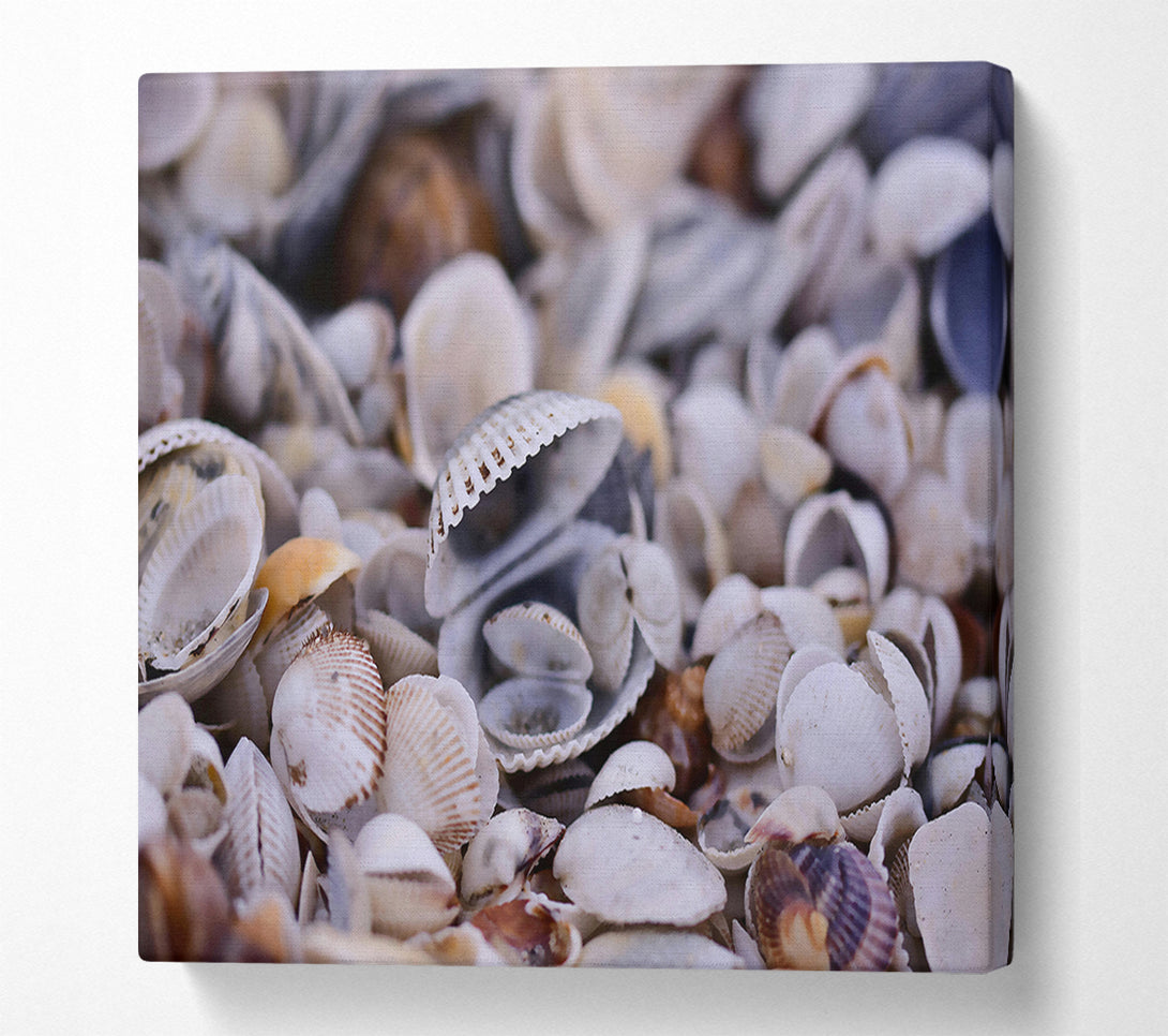  A Canvas Print of White Seashell Symphony Canvas Wall Art