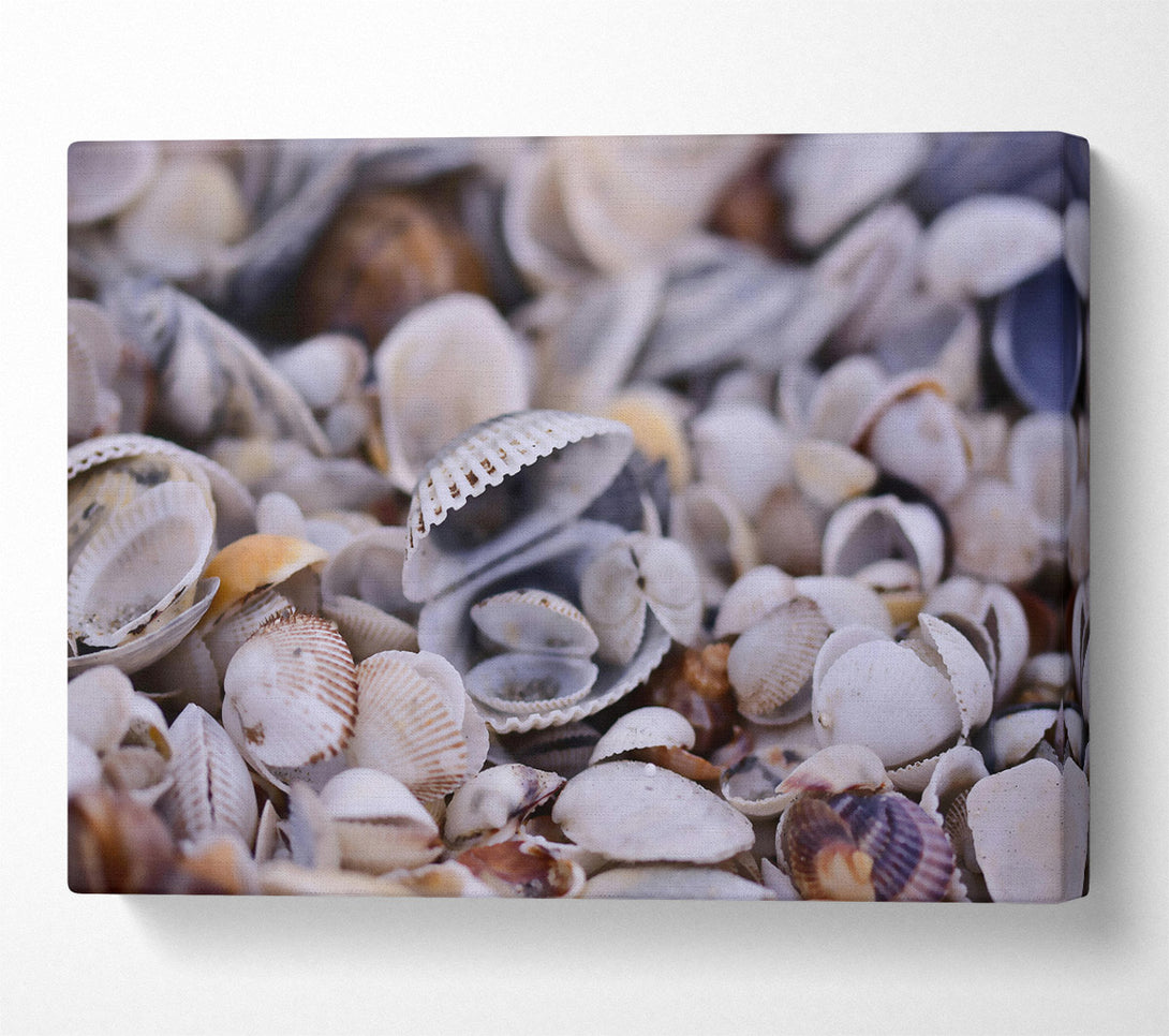  A Canvas Print of White Seashell Symphony Canvas Wall Art