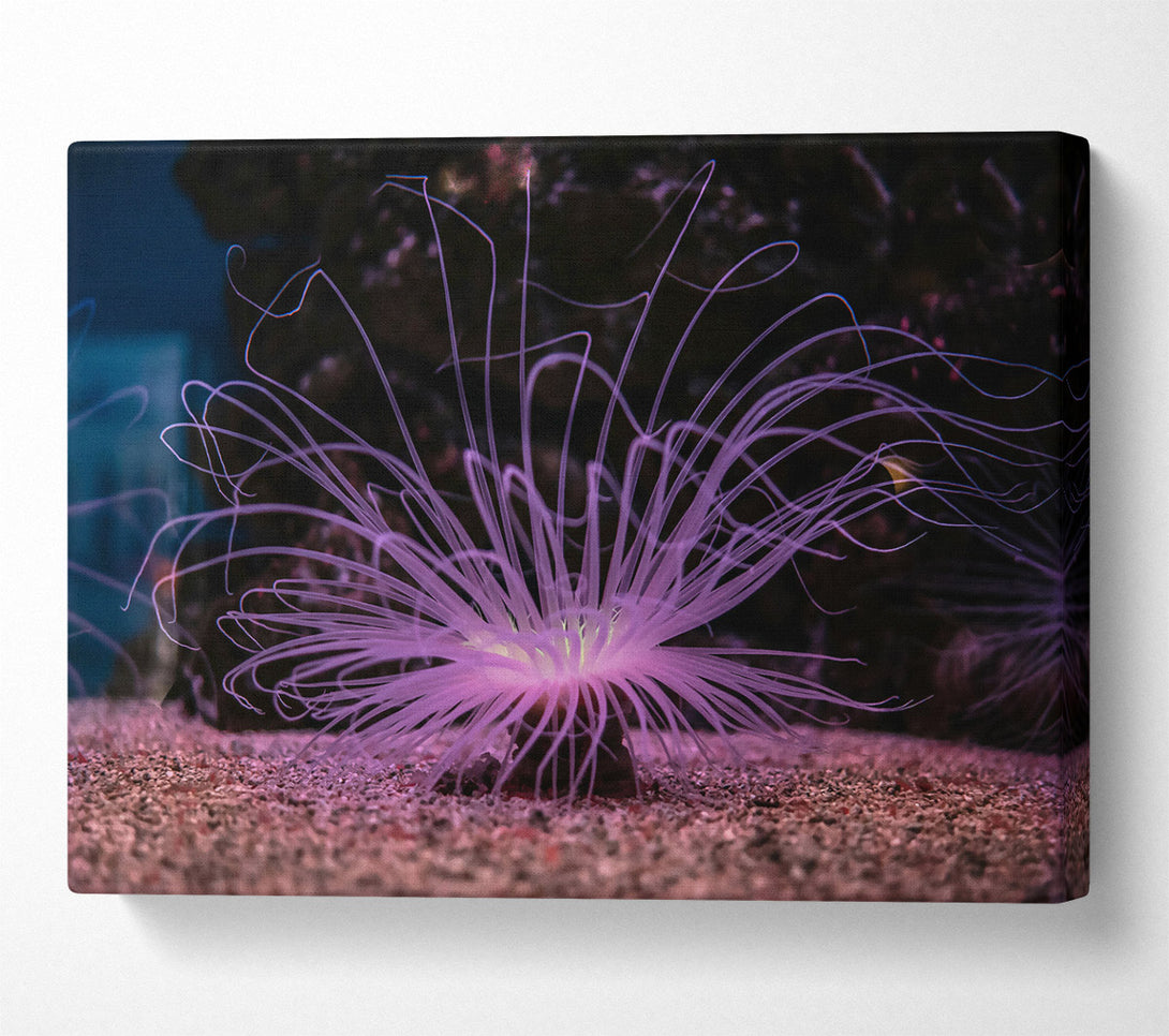 A Canvas Print of Lavender Sea Bloom Canvas Art