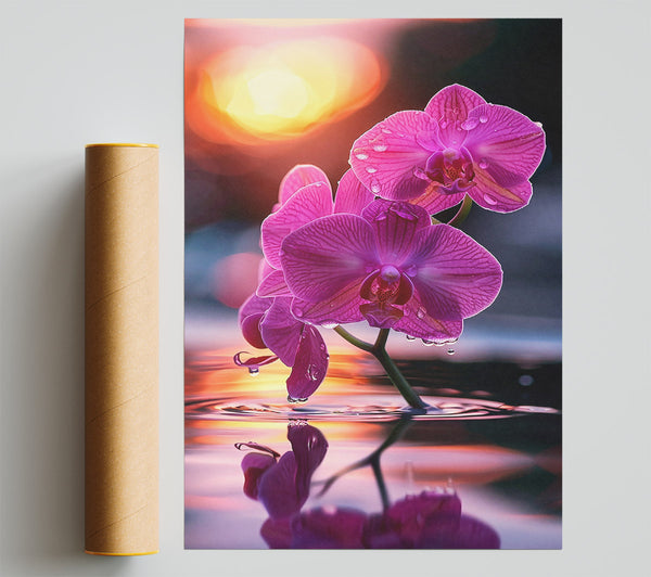 Pink Orchid Reflection Poster