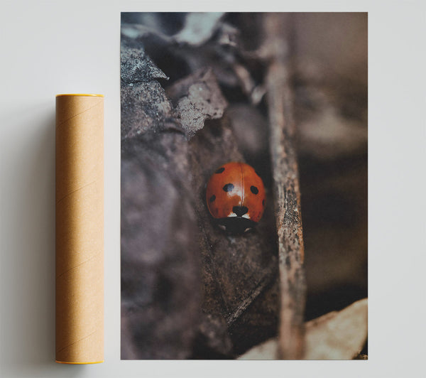 Red Bug In Shadows Print