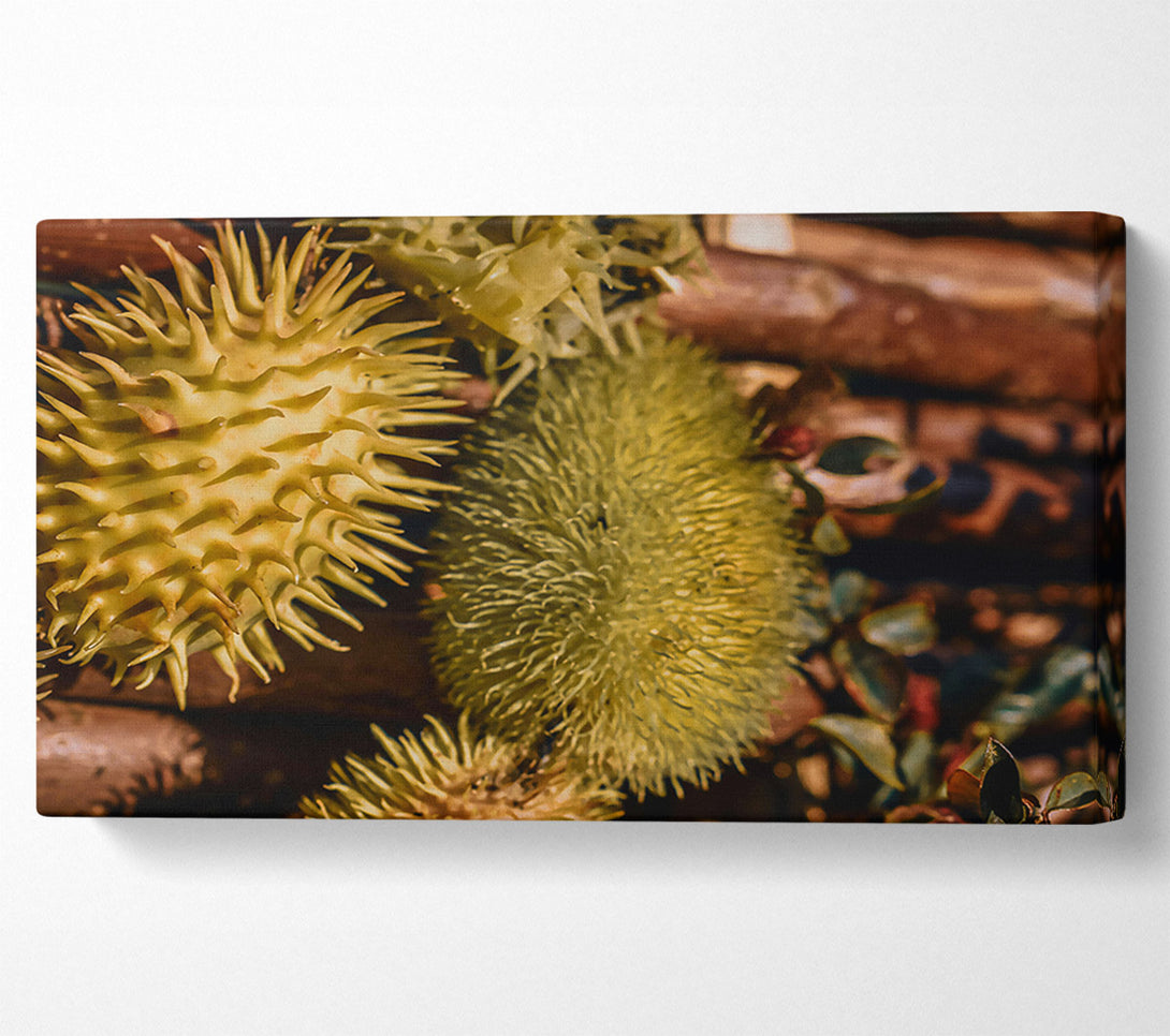  A Canvas Print of Golden Spiky Forms Canvas Print
