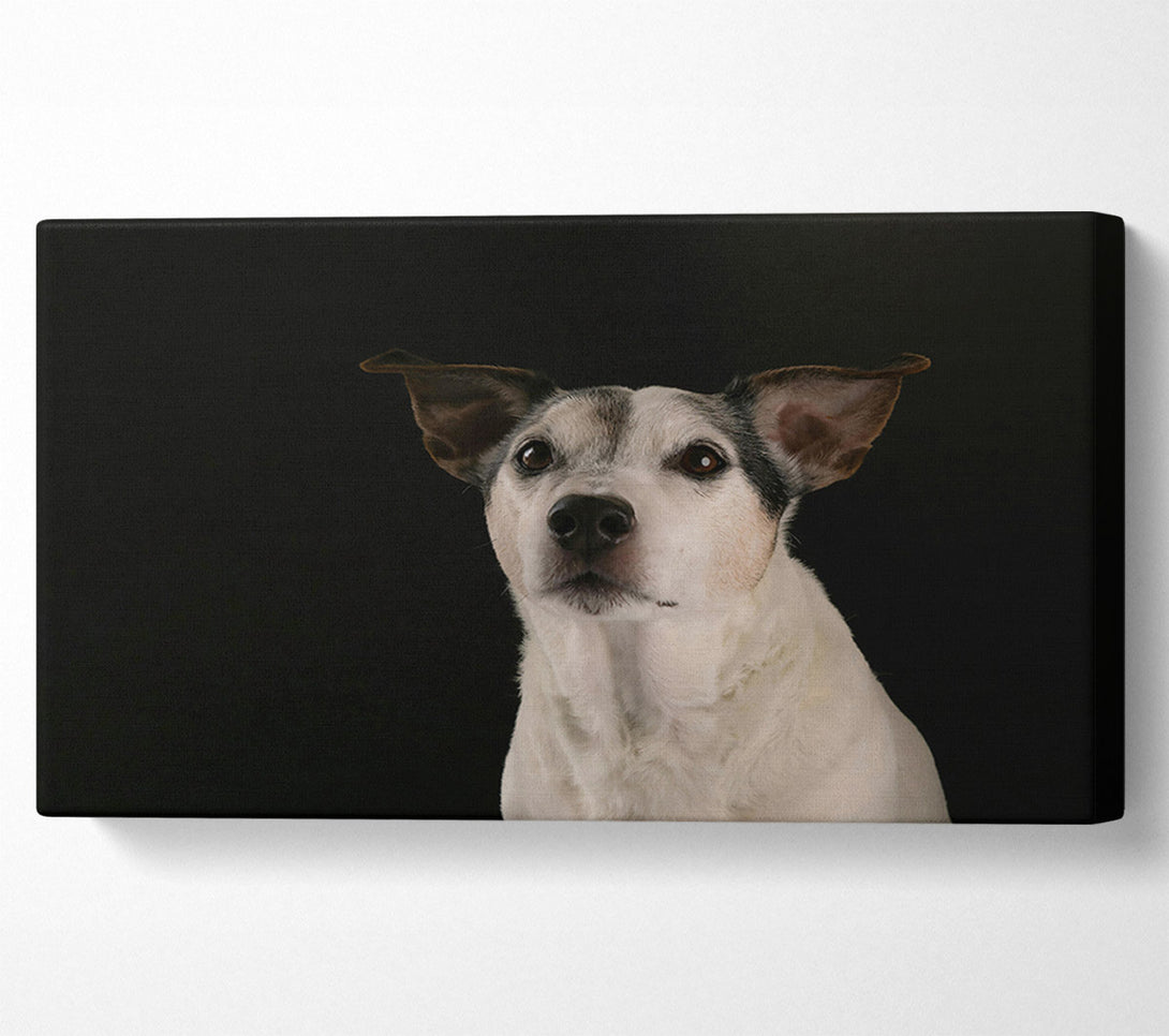  A Canvas Print of Black & White Wonder Canvas Print