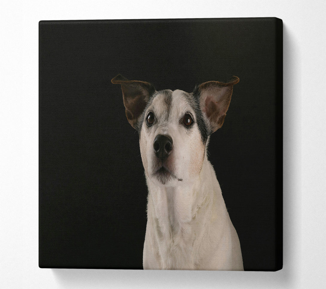  A Canvas Print of Black & White Wonder Canvas Print
