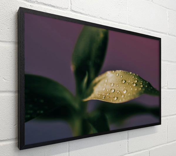 Green Dew Drops