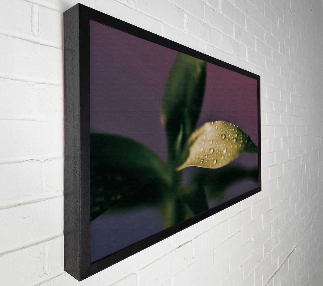 A Canvas Print of Green Dew Drops Canvas Art