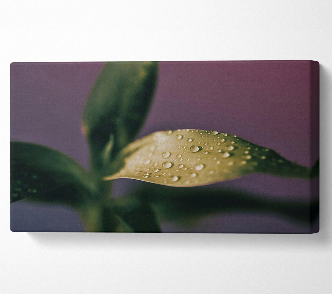  A Canvas Print of Green Dew Drops Canvas Art