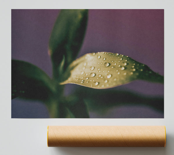 Green Dew Drops Poster