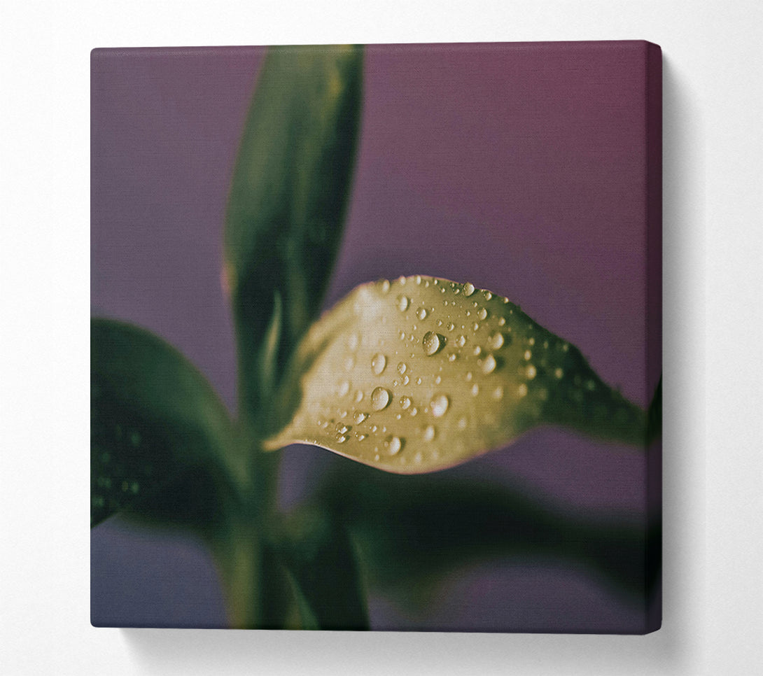  A Canvas Print of Green Dew Drops Canvas Art