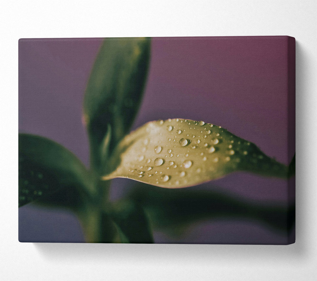  A Canvas Print of Green Dew Drops Canvas Art