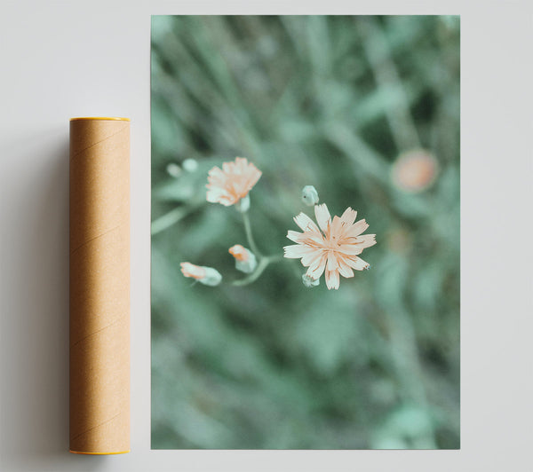 Peach Flower Bloom Poster