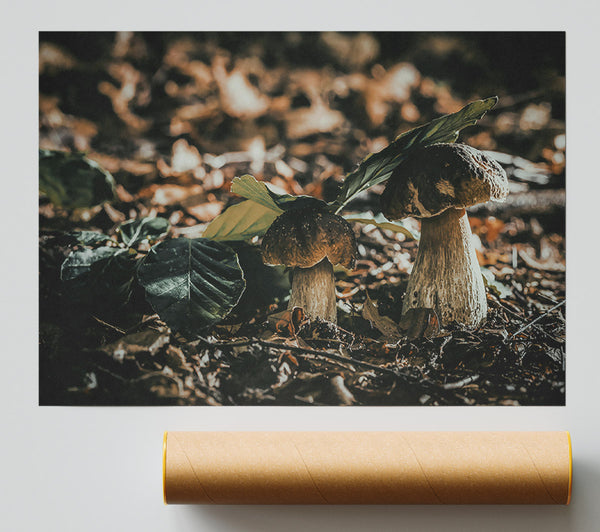 Forest Floor Fungi Poster