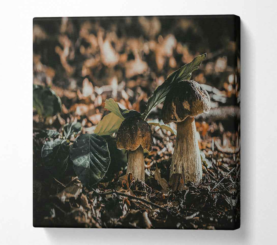  A Canvas Print of Forest Floor Fungi Canvas Print